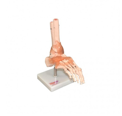Life size foot - size, with