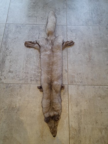 Taxidermy fox super cute - taxidermy,