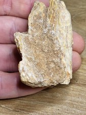 Genuine Dinosaur Fossil Kem Kem fm Morocco (Ref8514) Theropod African T-Rex