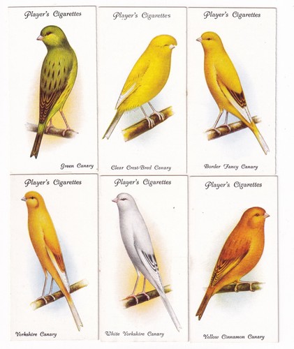 Six 1933 bird painting cards - bird,