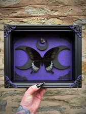 Giant Black Phoenix Butterfly