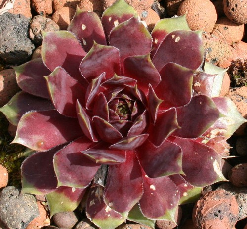 Sempervivum brock drought - brock,