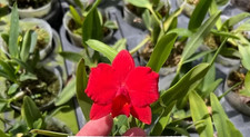 Rare Cattleya Candy Ball 'Ruby