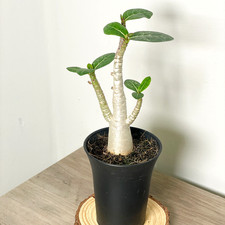 Medium Desert Rose, Adenium