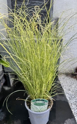 Grass carex mix - grass, hardy