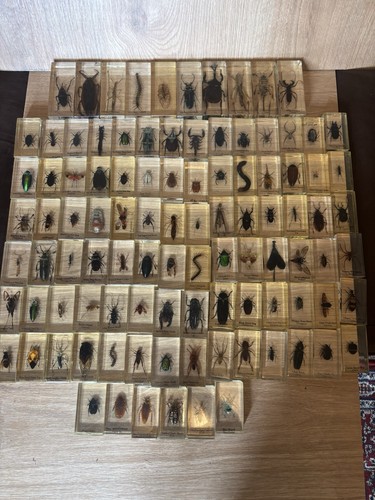 100 real life bugs - bugs, &