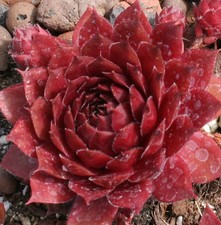Sempervivum - Cherry - Drought