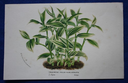Genuine antique flower print