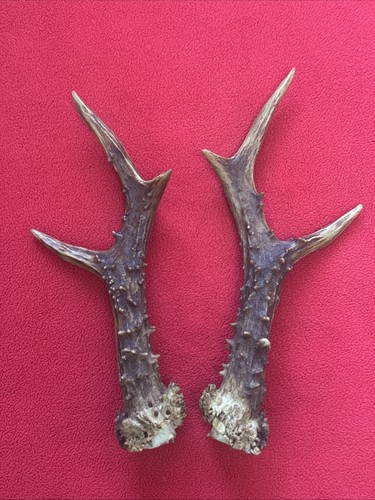 Pair roe deer antlers - of,