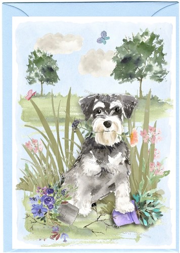 Miniature schnauzer dog x - miniature,