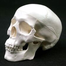 Resin Skull Cap Skull Model