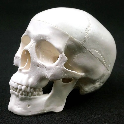 Resin skull cap - skull, model
