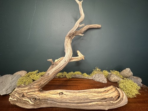 Large manzanita - large, 15”
