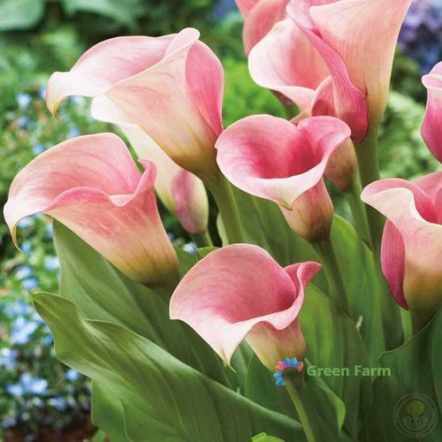Bulb zantedeschia hybrida - 1,