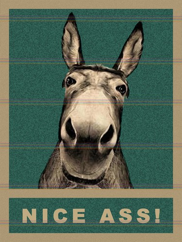 Donkey nice ass - nice, theme