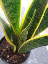 Sansevieria Mother in Law Tongue Snake indoor plant variegated 15 cm tall