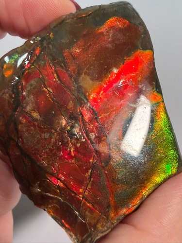 Natural canadian ammolite - natural,