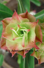 100 green adenium obesum - 100,