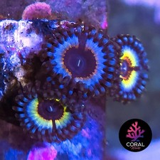 Sonic Flares 3 Head Zoa Frag WYSIWYG