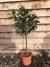 BAY TREE/ LAURUS NOBILIS IDEAL HERB FOR COOKING STANDARD BAY TREE