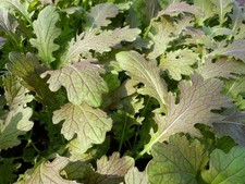 2x Mustard Red Dragon Plug