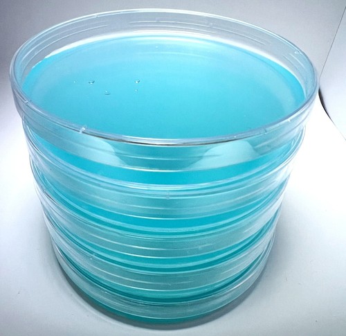 Pre poured agar - agar, petri