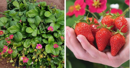 Strawberry toscana - ×,