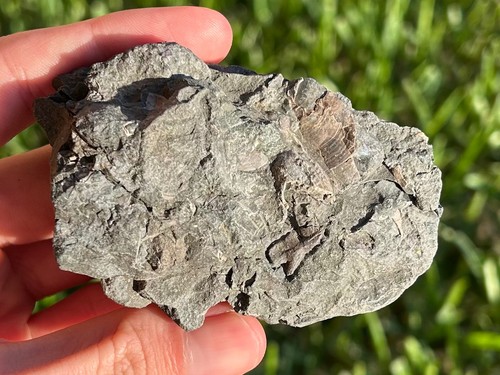 Fossil bramble sharks - fossil,