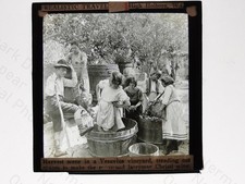 Grape Harvest Vesuvius