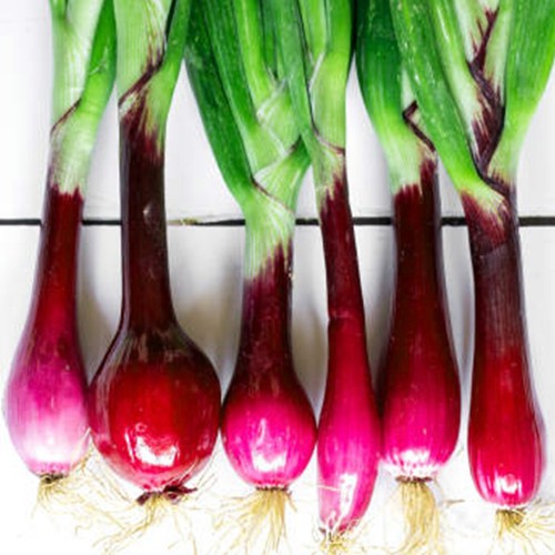 Winter hardy british red - winter,