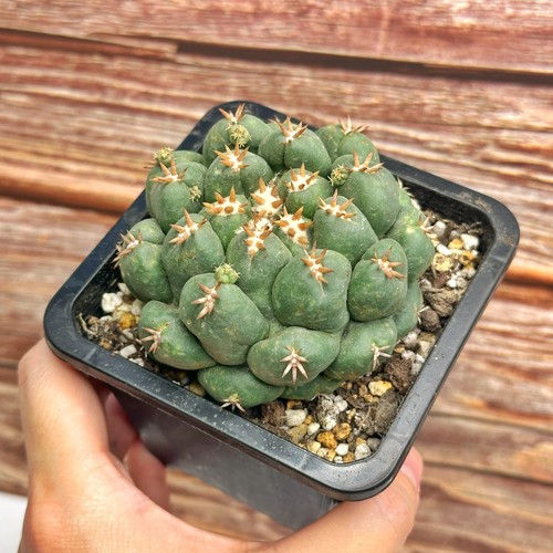 Coryphantha elephantidens - coryphantha, –