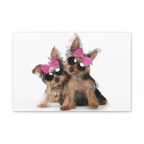 Funny yorkshire terrier silly - funny,