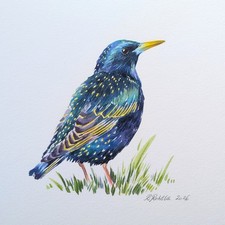 Starling Original Watercolour