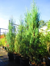 Large 7ft-8ft  inc. pot