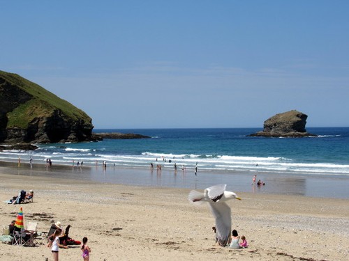 Photo 6x4 seagull over - photo,