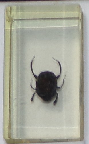Preserved real insect - in, resin