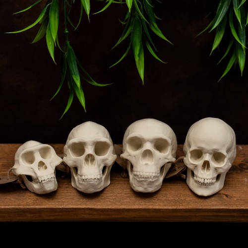 Human evolution skull - evolution, 50%
