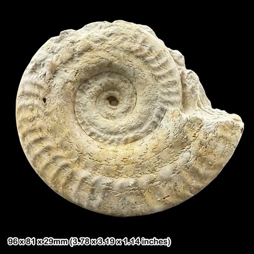 Hildoceras fossil ammonite - hildoceras,