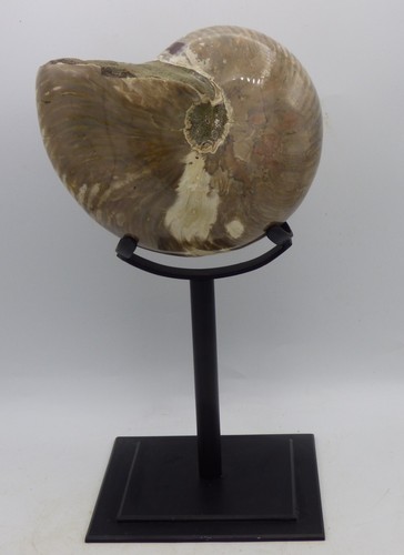 Very large polished nautilus - very,