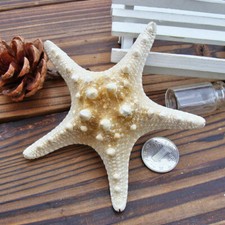 5/25Pcs Dried Star fish Sea