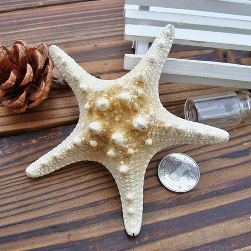 25pcs flat dried - dried, starfish