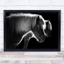 Two Beautiful Horses Horse