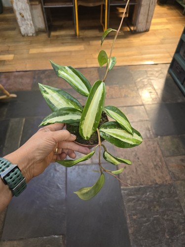 Hoya latifolia inner - latifolia, variegata