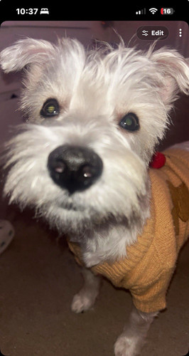 West highland terrier age