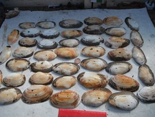 Job lot large sea - 40,