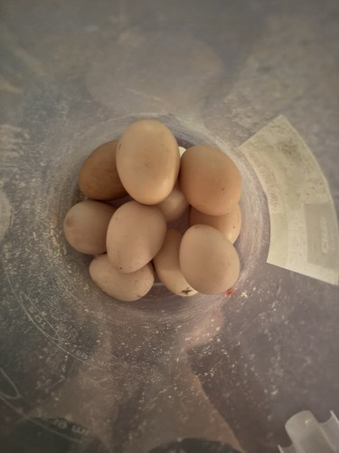 Chicken eggs for hatching - chicken,