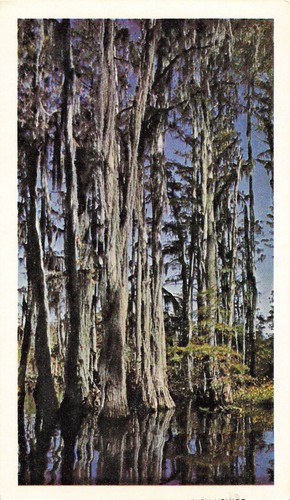Okefenokee swamp cypress - ga, fl