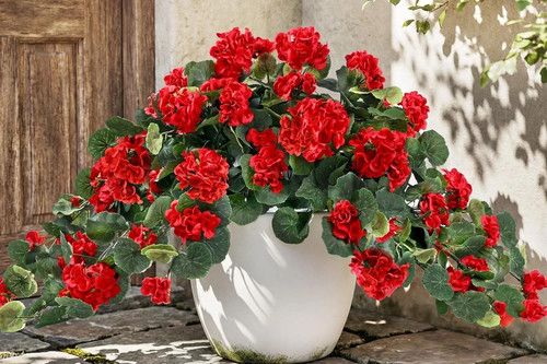 Artificial fake geraniums - artificial,