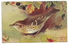 Artist Drawn Postcard of a Song Thrush Bird by Roland Green Posted 1926
