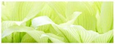 Hosta White Feather - Marginal